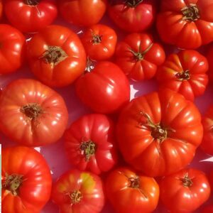 TOMATES BIO mix 1KG